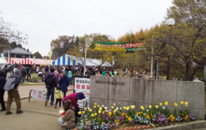 柏市チューリップフェスティバル